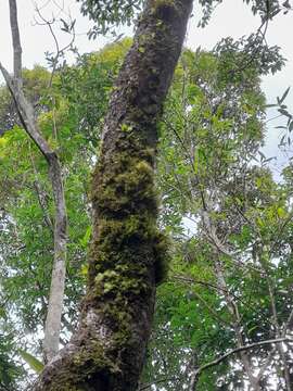 Plancia ëd Bulbophyllum drymoglossum Maxim.