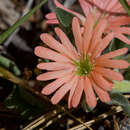 Image of Klamath Mountain catchfly