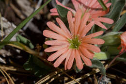 Image of Klamath Mountain catchfly