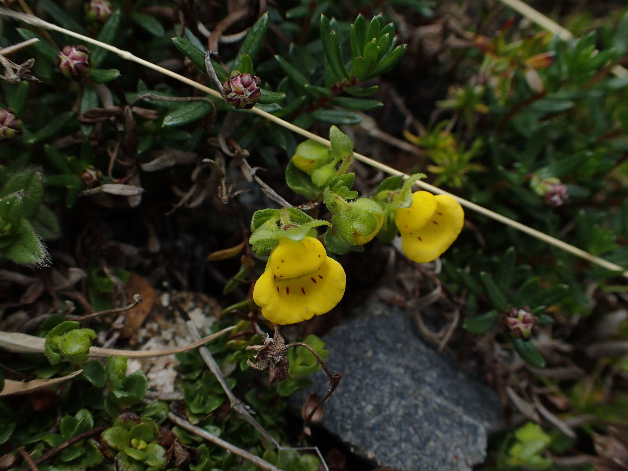 Image of Calceolaria tenella Poepp. & Endl.