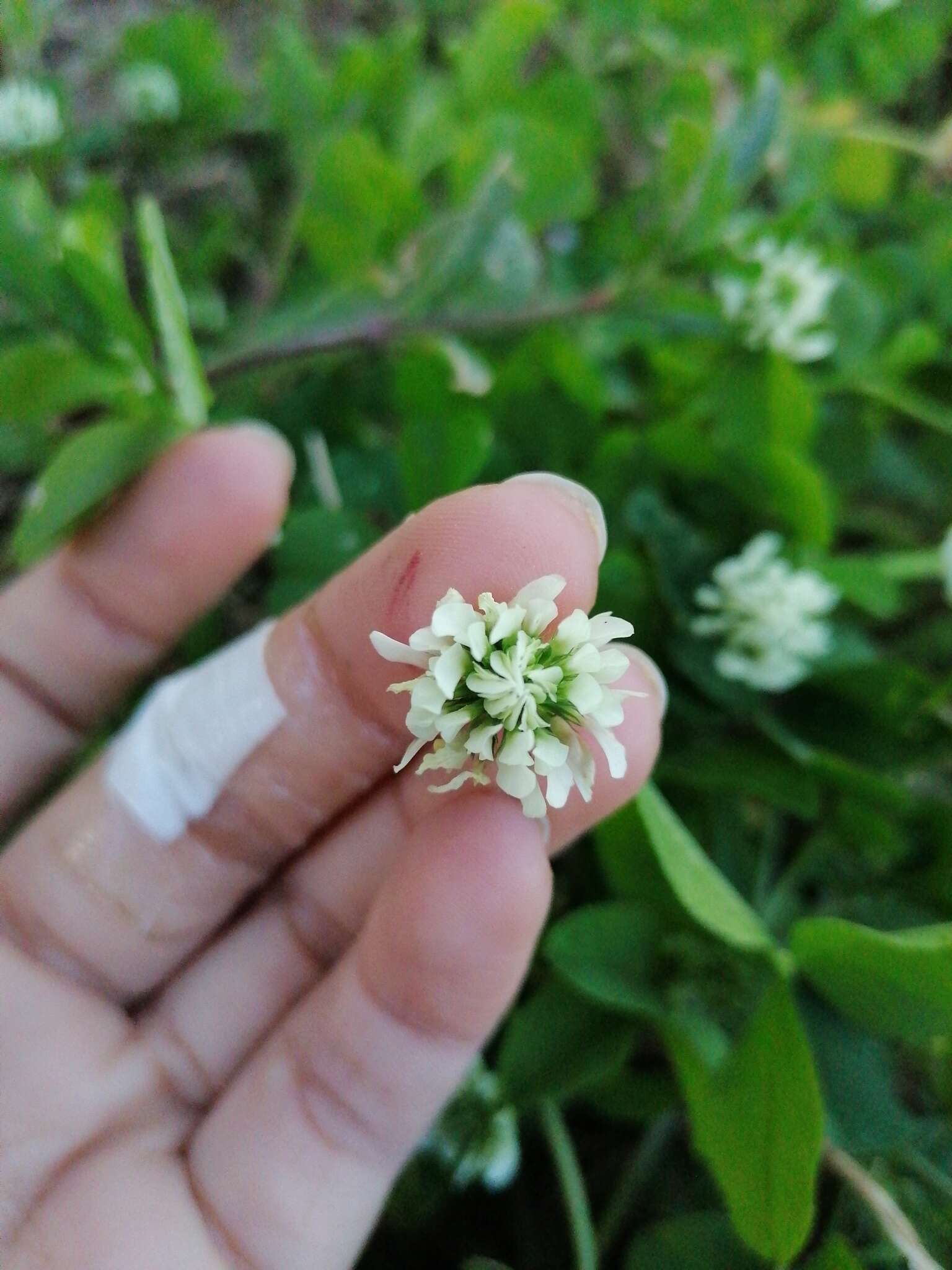 Image of small white clover