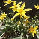 Image of Tulipa uniflora (L.) Besser ex Baker