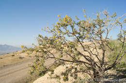 Image of Cleomella arborea var. globosa (Coville) J. C. Hall & Roalson
