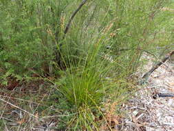 Image of Lepidosperma semiteres Boeckeler