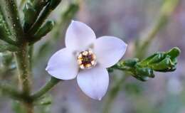 Image of Cyanothamnus coerulescens subsp. coerulescens