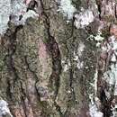 Image of disc granular lichen
