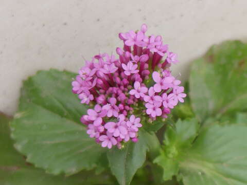 Image of Centranthus macrosiphon Boiss.