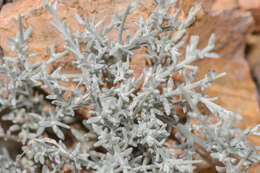 Image of Campylanthus spinosus Balf. fil.