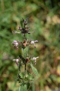 Sivun Stachys alpina L. kuva