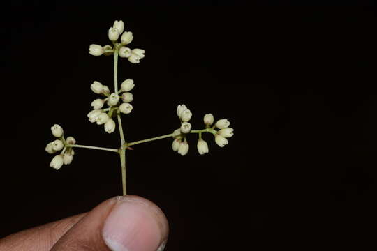 صورة Olea dioica Roxb.