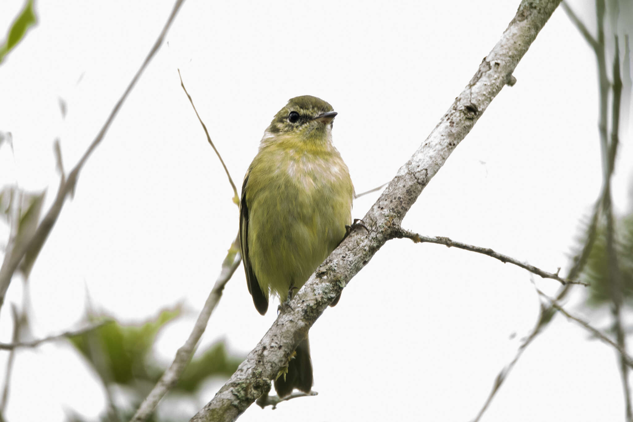 Image of Restinga Tyrannulet