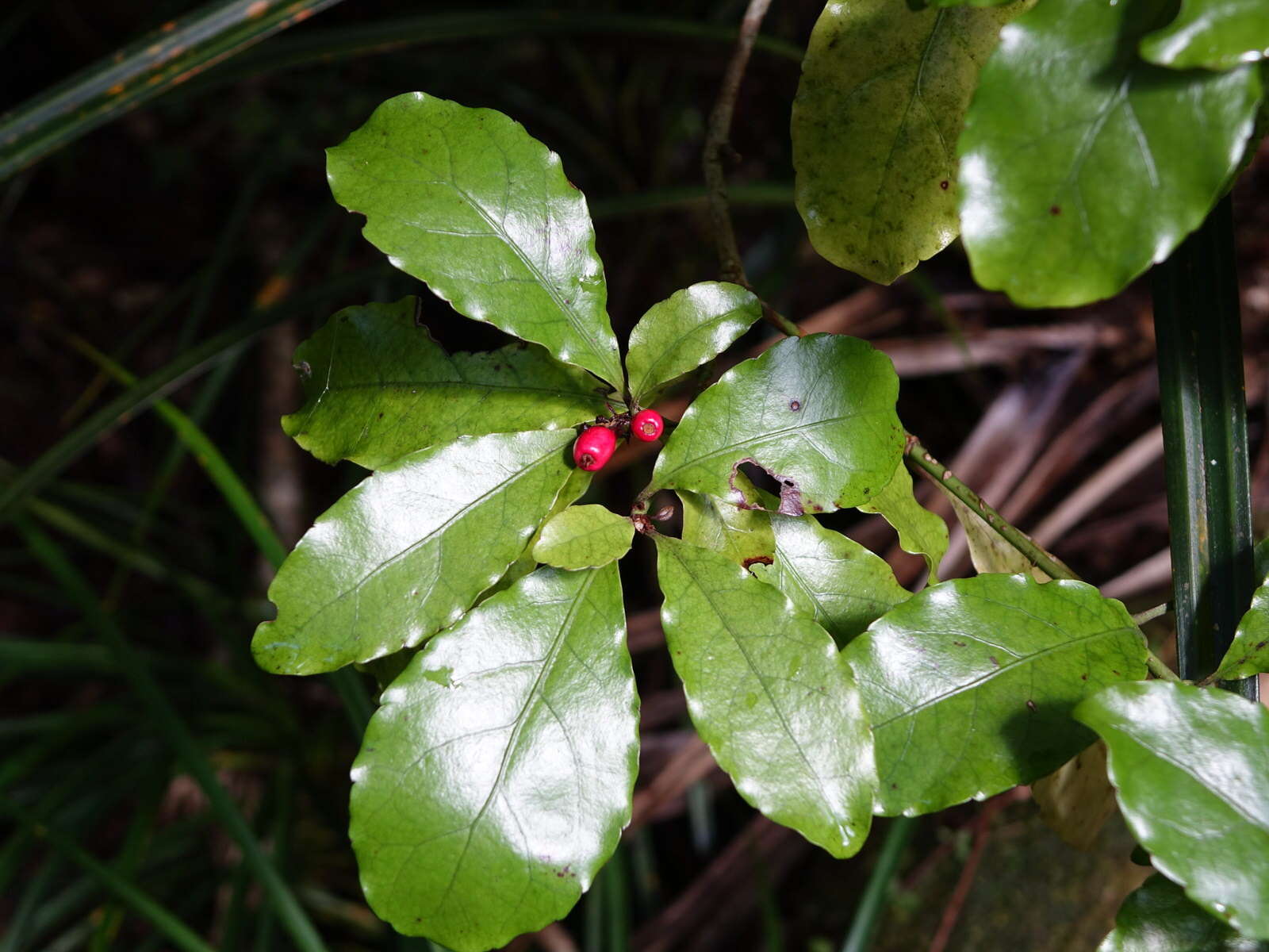 Image of Shrubby honeysuckle