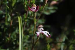 Caladenia clarkiae D. L. Jones resmi