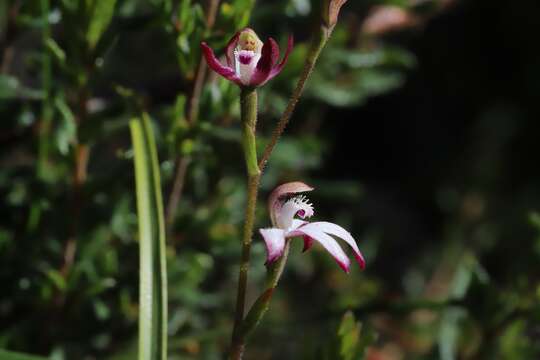 Image of Pink caps