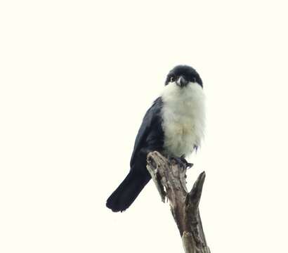 Image of Philippine Falconet