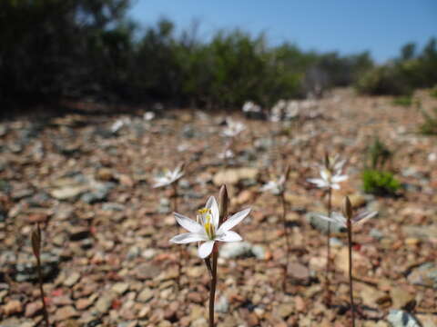 Image of Ornithogalum hispidum Hornem.