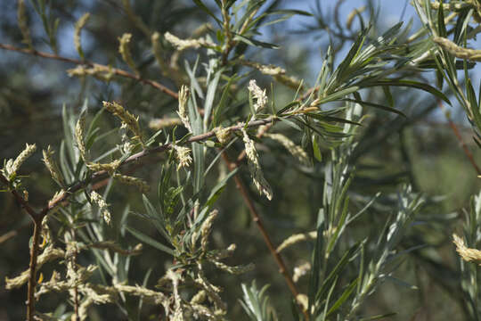 Image of Salix wilhelmsiana M. Bieb.