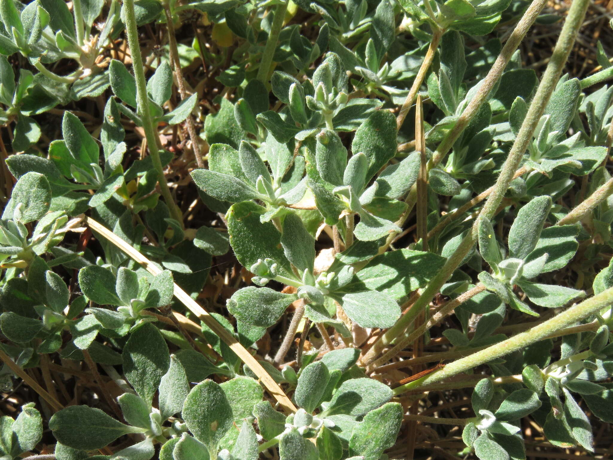 Image of Munz's buckwheat