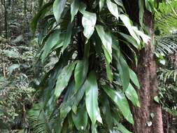 Image of Rhaphidophora australasica F. M. Bailey