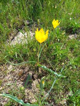 Image de Tulipa kolpakowskiana Regel