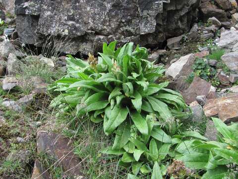 Image of Primula bayernii Rupr.