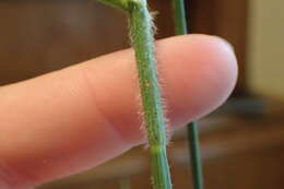 Image of Bush's umbrella-sedge