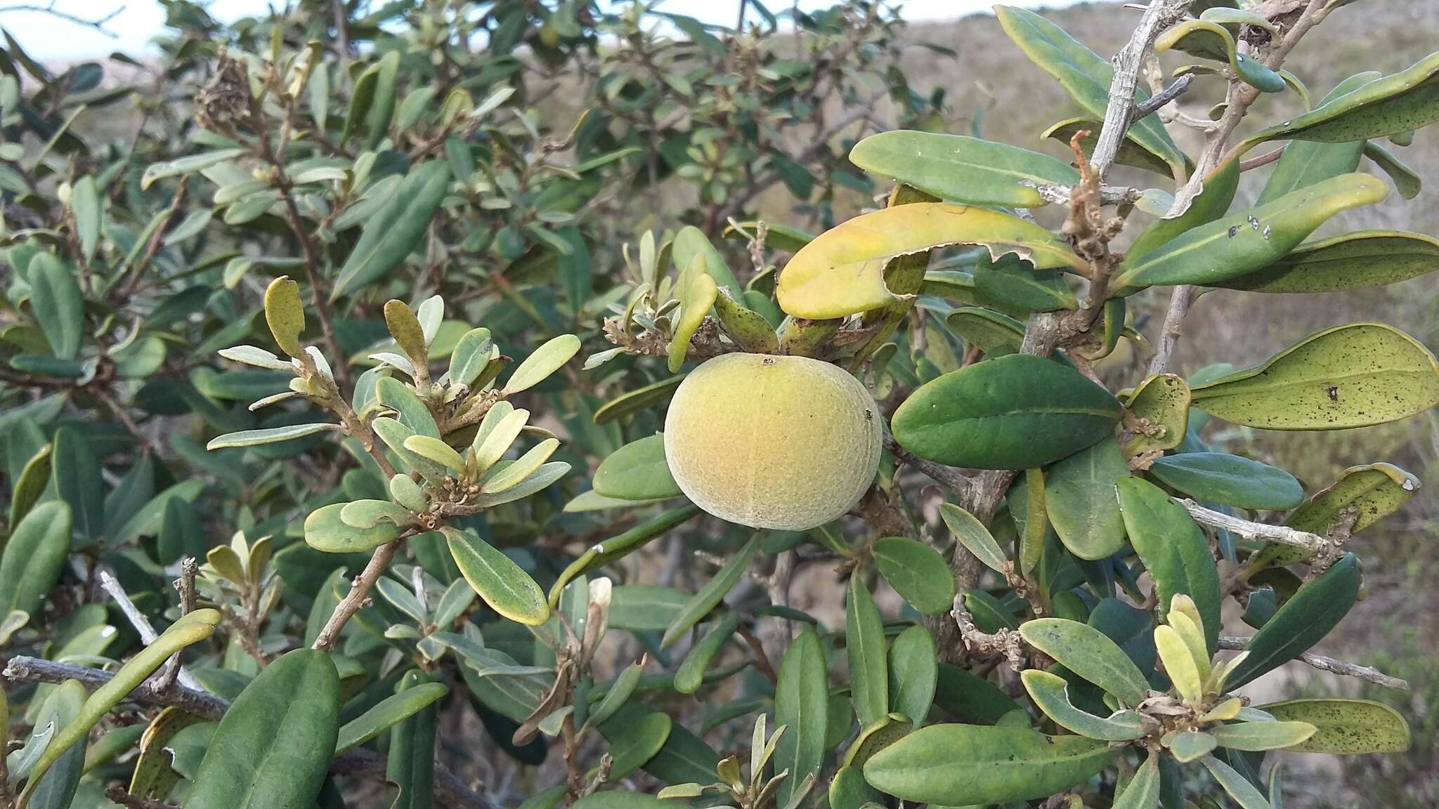 Plancia ëd Diospyros dichrophylla (Gand.) De Winter