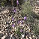 Image of hillside vervain