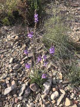 Sivun Verbena neomexicana (A. Gray) Briq. kuva