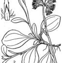 Image of Antennaria parlinii Fern.