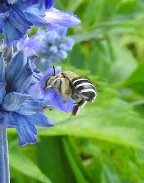 Image of California Anthophora