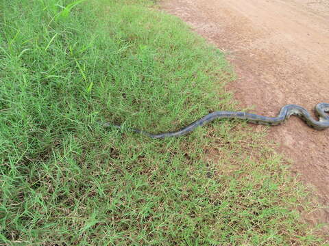 Image of Bolivian Anaconda