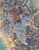 Image of Mottled Encrusting Tunicate