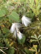 Image of slender cottongrass