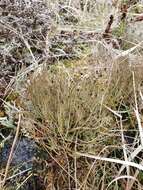 Image of cup lichen