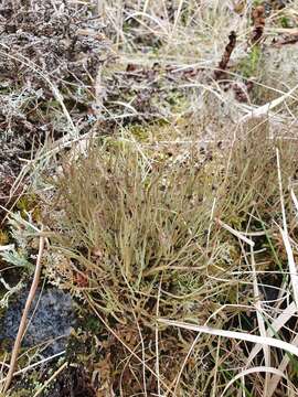 Image of cup lichen