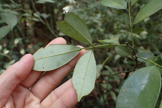 Image of Ormosia formosana Kaneh.