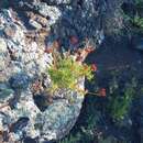 Sivun Crassula multiflora Schönl. & Baker fil. kuva