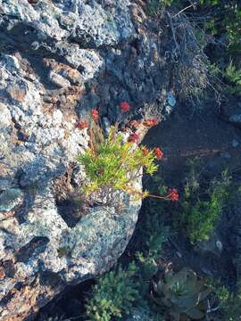 Sivun Crassula multiflora Schönl. & Baker fil. kuva