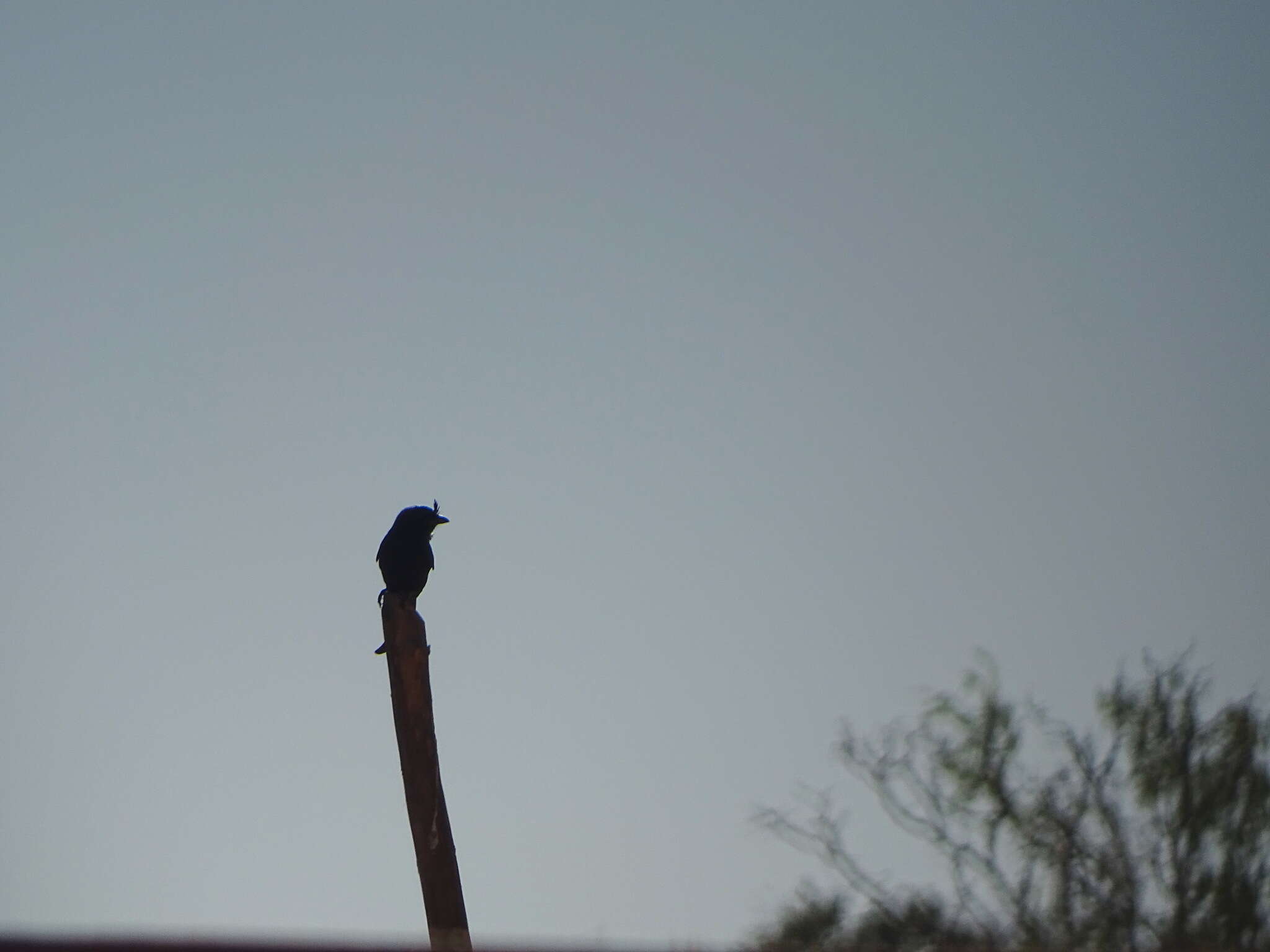 Image of Crested Drongo