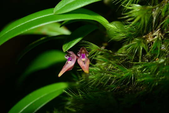 Image of Bulbophyllum japonicum (Makino) Makino