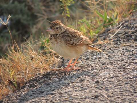 Image of Jerdon's Bush Lark