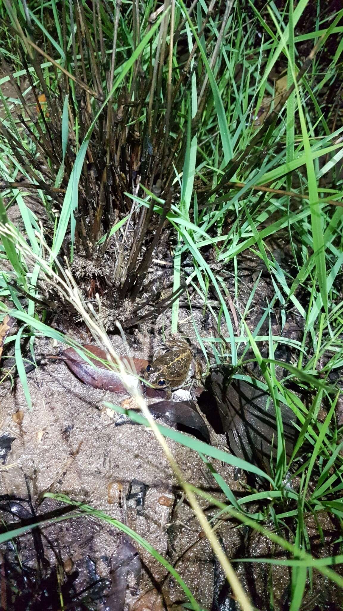 Image of Long-footed Frog