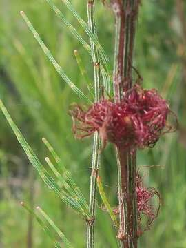 Image of scrub she-oak