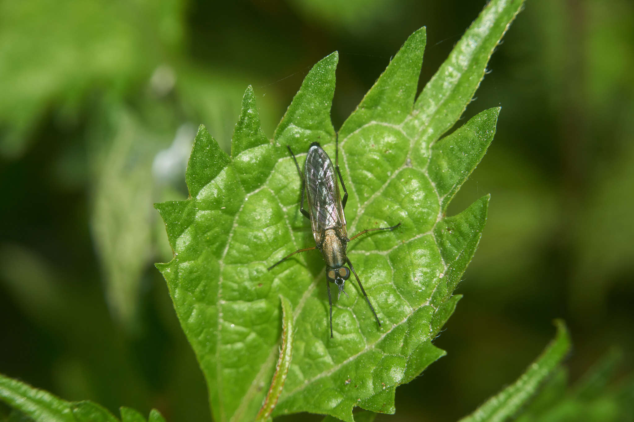 Image of Procyclotelus elegans Nagatomi & Lyneborg 1987