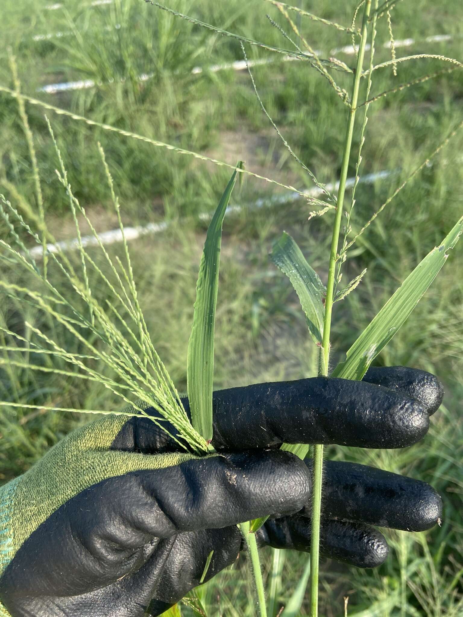 Слика од Leptochloa panicea subsp. brachiata (Steud.) N. Snow