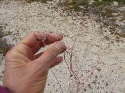 Image of yucca buckwheat