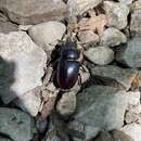 Image of Lucanus tetraodon provincialis Colas 1949