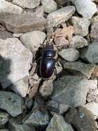 Image of Lucanus tetraodon provincialis Colas 1949