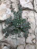 صورة Euphorbia cinerascens Engelm.